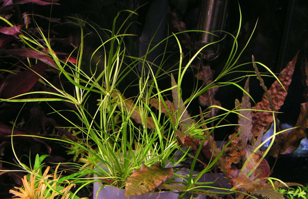 Cây Cỏ Bắp - có tên khoa học Juncus repens thuộc họ Lythraceae được phổ biến trong các sở thích thủy sinh trong nhiều năm và cũng dễ dàng tìm thấy. Một số hình dạng của loài này hiện đang phổ biến, bao gồm hình dạng lá như lá hình thoi xanh  Cây Cỏ Bắp thường được tìm thấy ở miền nam Việt Nam và các khu vực trong Châu Á.